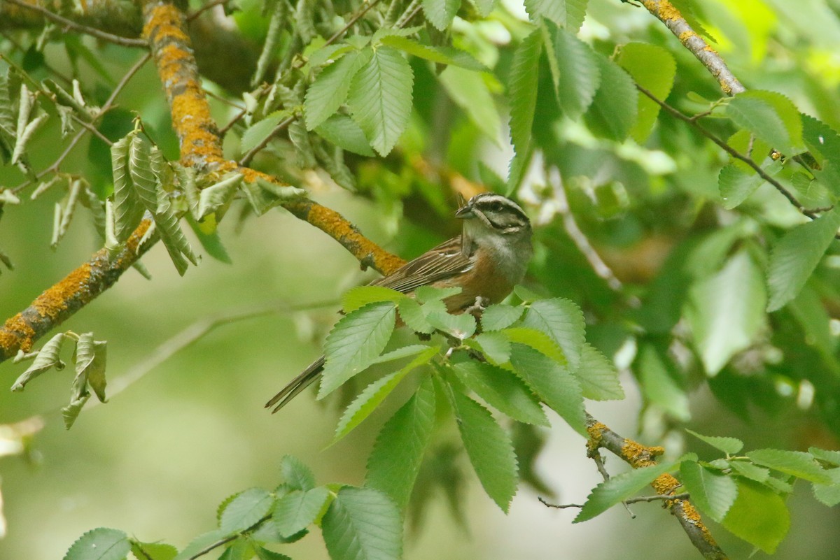 Rock Bunting - David Pérez