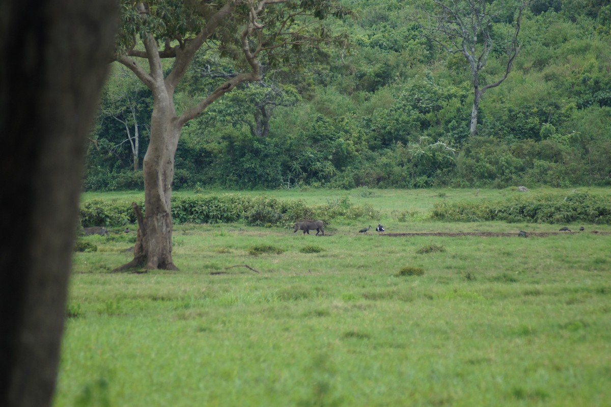 Spur-winged Goose - Claudia Cridge