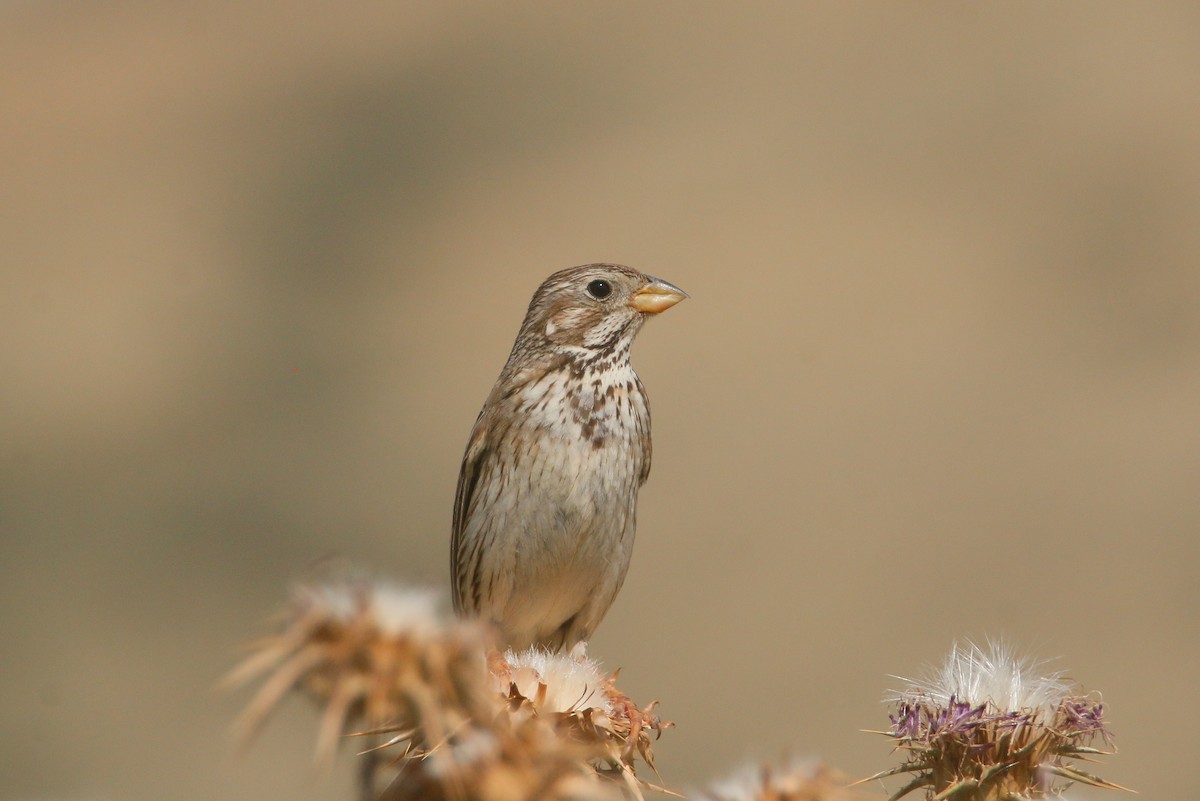 Corn Bunting - David Pérez