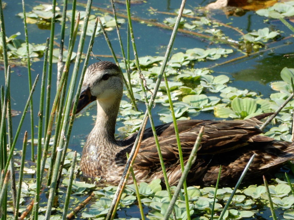 Mottled Duck - ML619663660