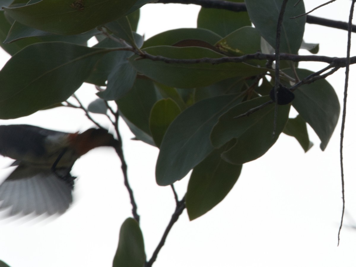 Mistletoebird - Helen Leonard