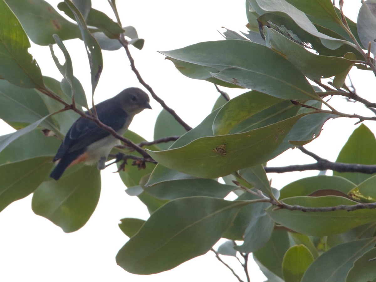 Mistletoebird - Helen Leonard