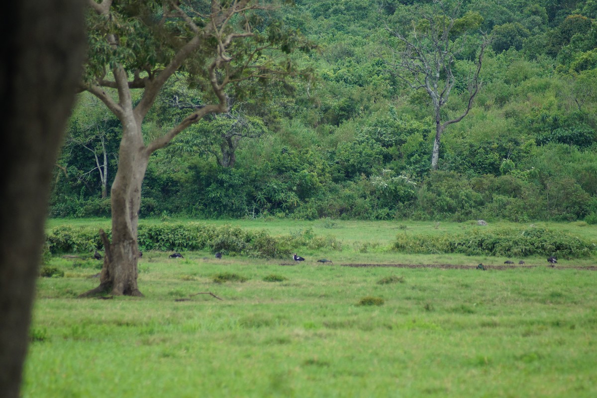 Glossy Ibis - ML619663666