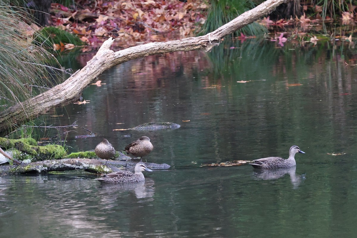 Pacific Black Duck - ML619663667