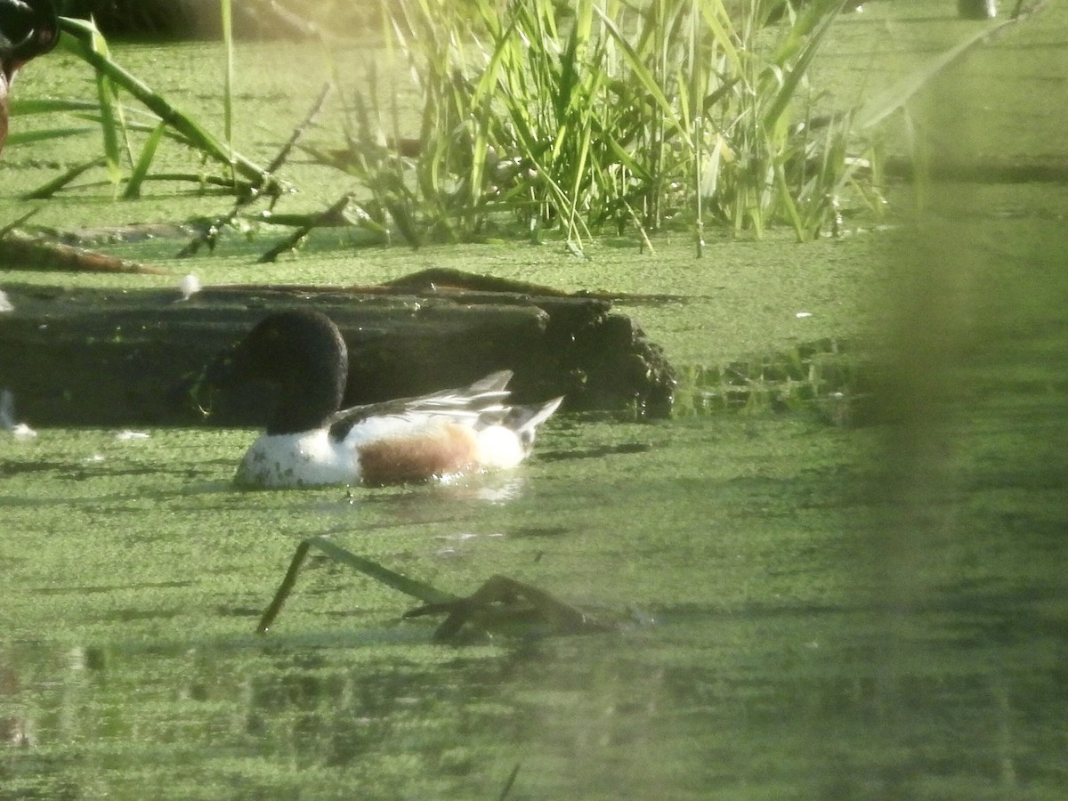 Northern Shoveler - Anonymous