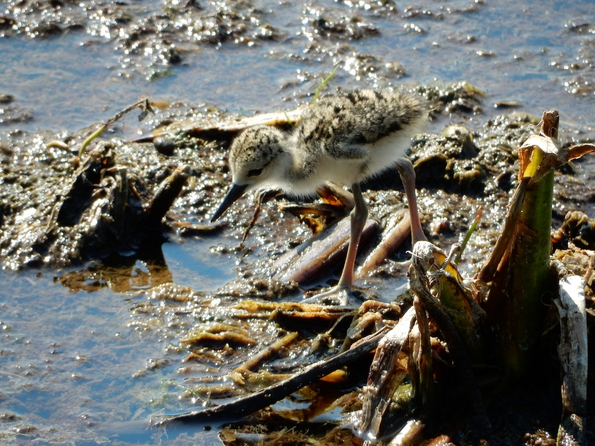 Black-necked Stilt - Izzy Belisle