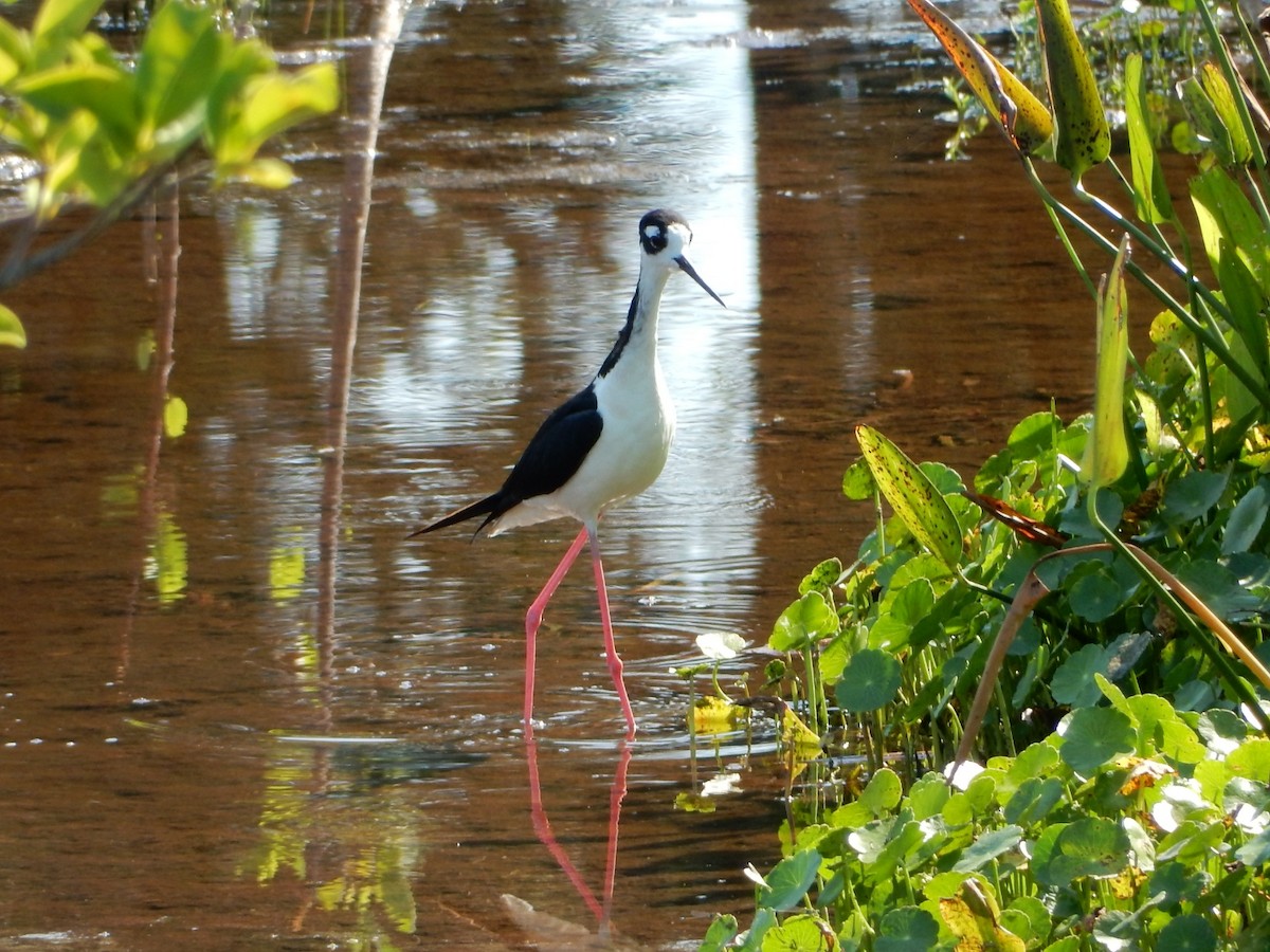 Black-necked Stilt - Izzy Belisle