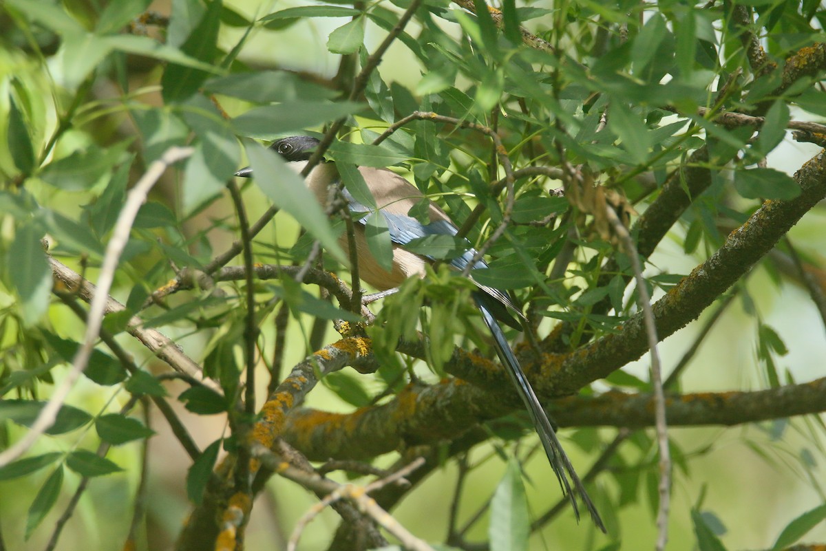 Iberian Magpie - David Pérez