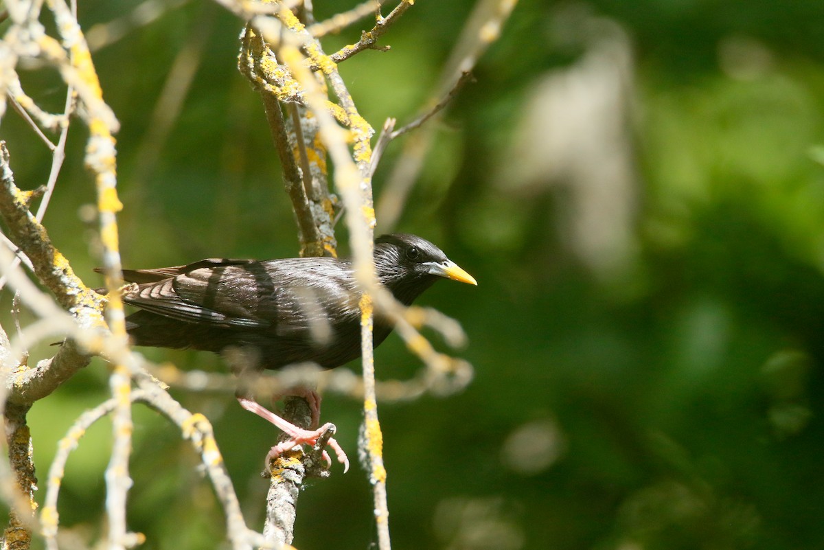 Spotless Starling - David Pérez