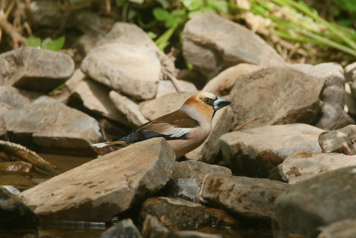 Hawfinch - David Pérez