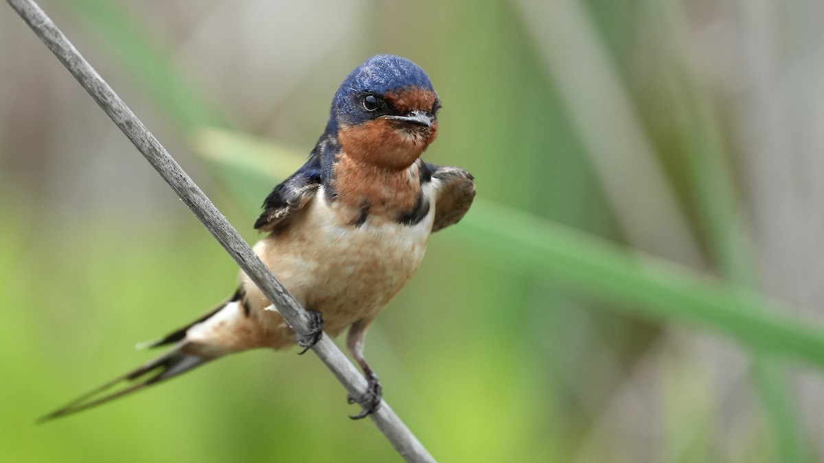 Barn Swallow - Sunil Thirkannad