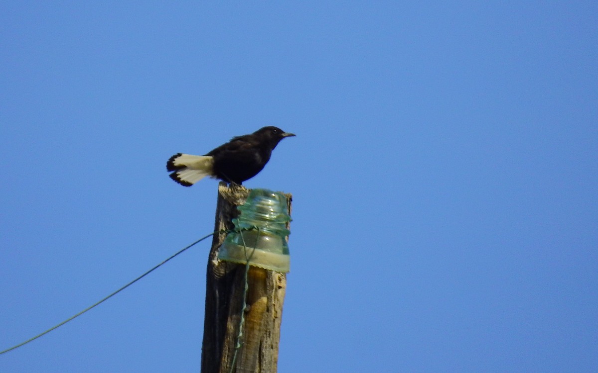 Black Wheatear - Luís Lourenço