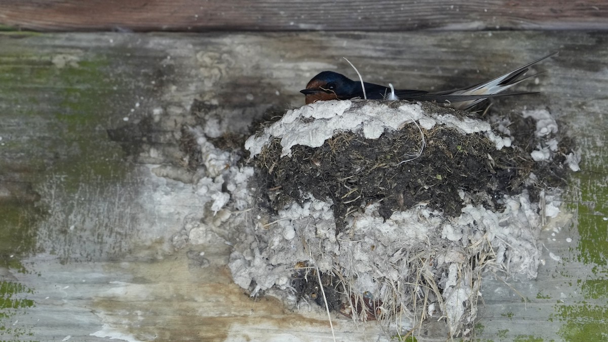 Barn Swallow - Sunil Thirkannad