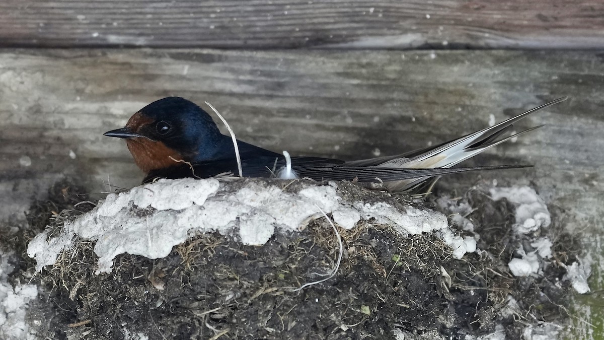 Barn Swallow - Sunil Thirkannad