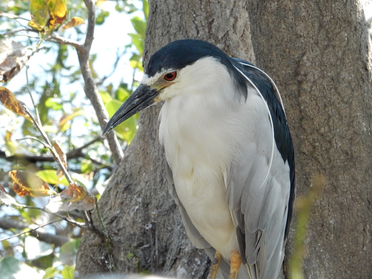 Black-crowned Night Heron - Izzy Belisle