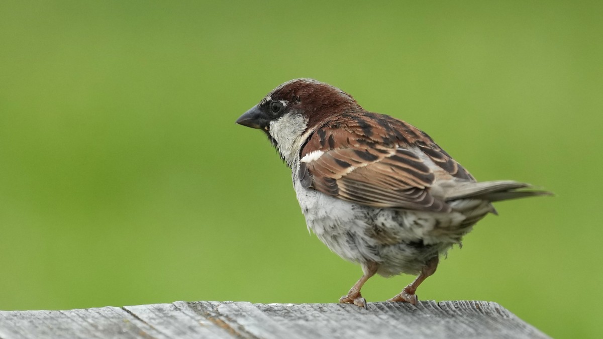 House Sparrow - Sunil Thirkannad