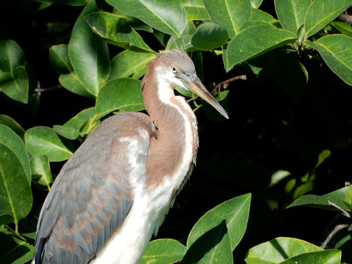 Tricolored Heron - Izzy Belisle