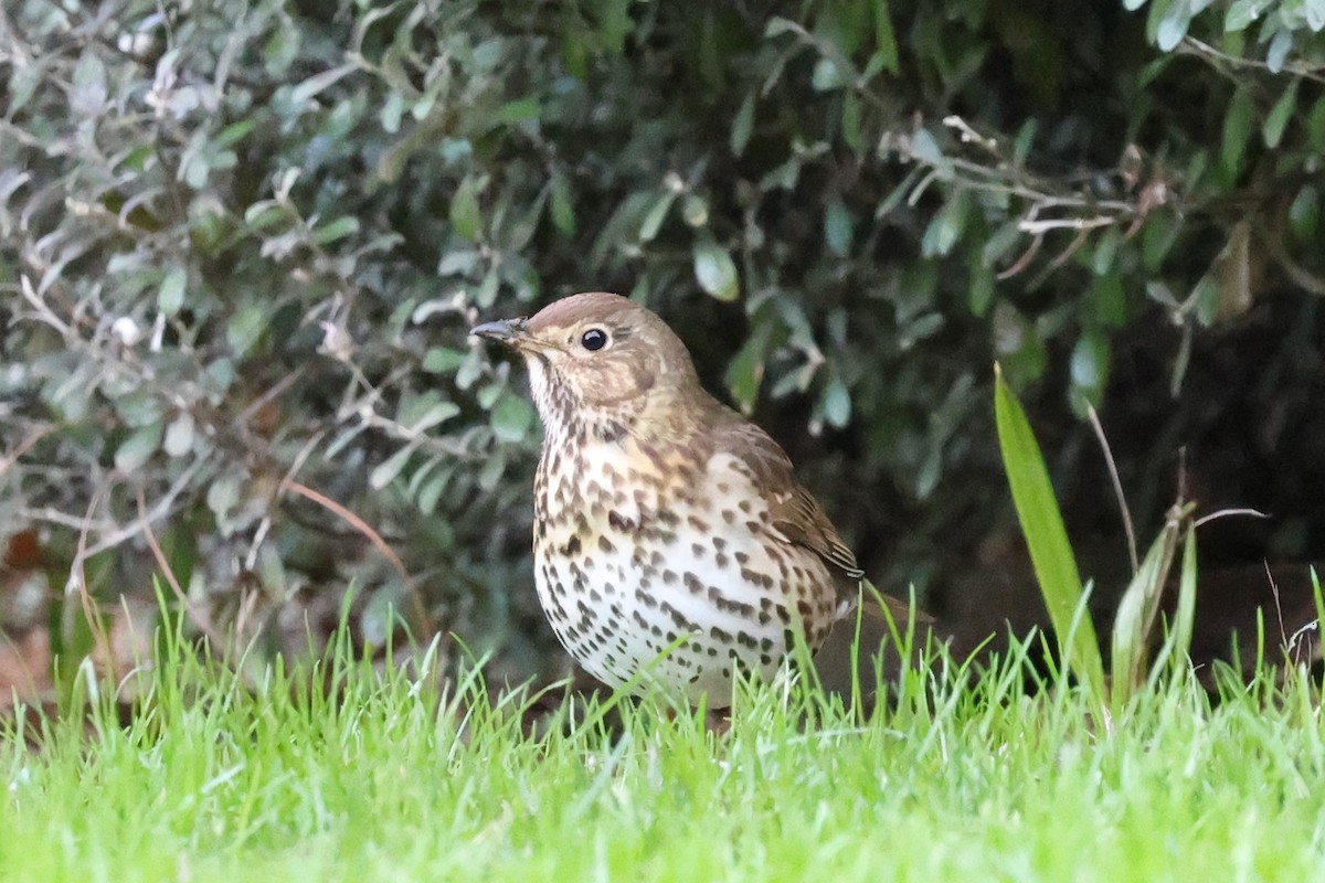 Song Thrush - ML619663694