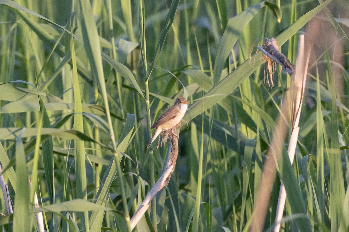 Marsh Warbler - Simone Stefanetti