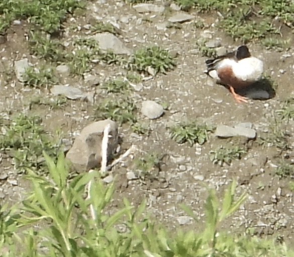 Northern Shoveler - Anonymous