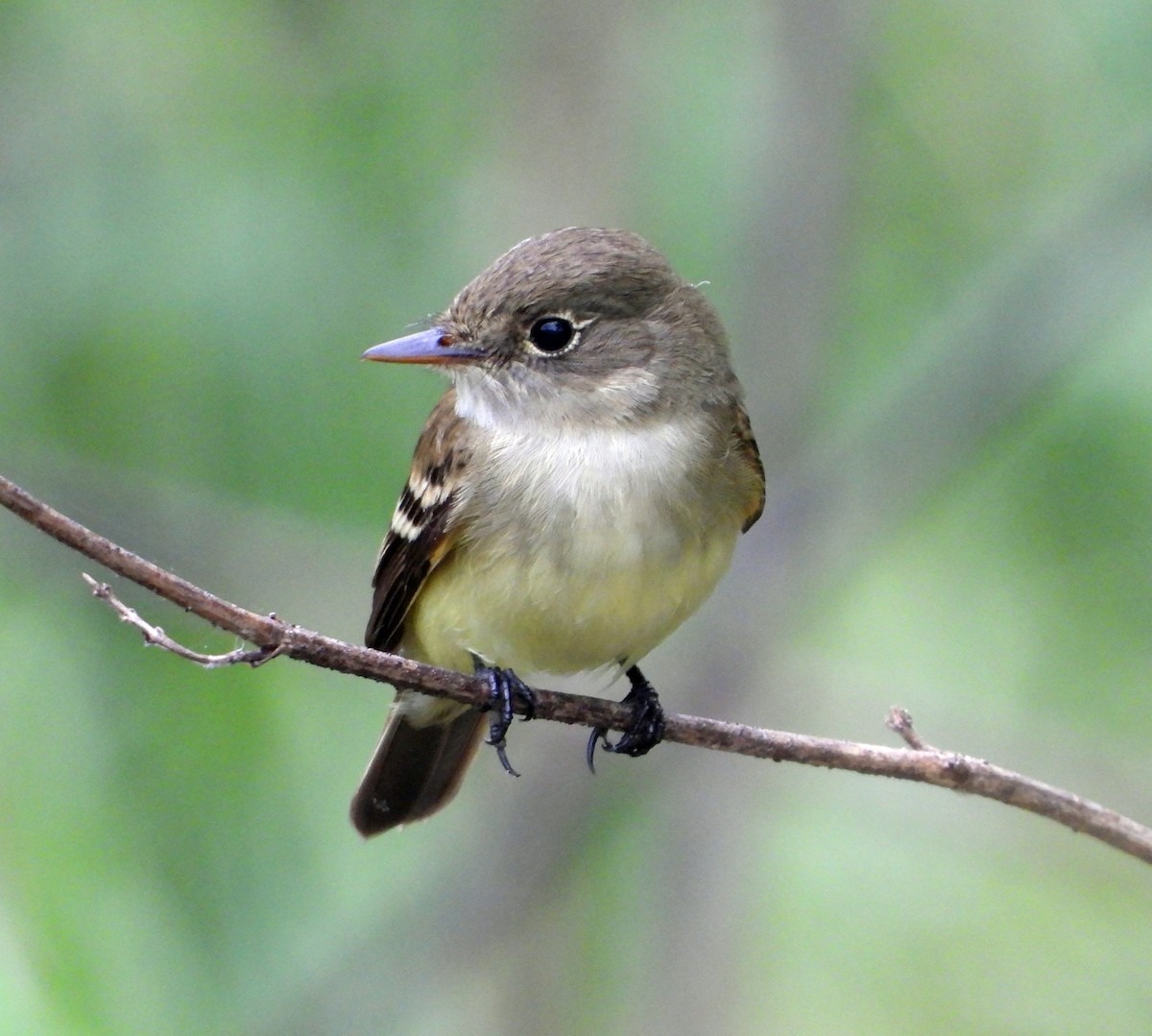 Alder/Willow Flycatcher (Traill's Flycatcher) - ML619663702