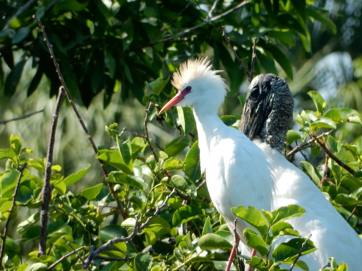 Western Cattle Egret - Izzy Belisle