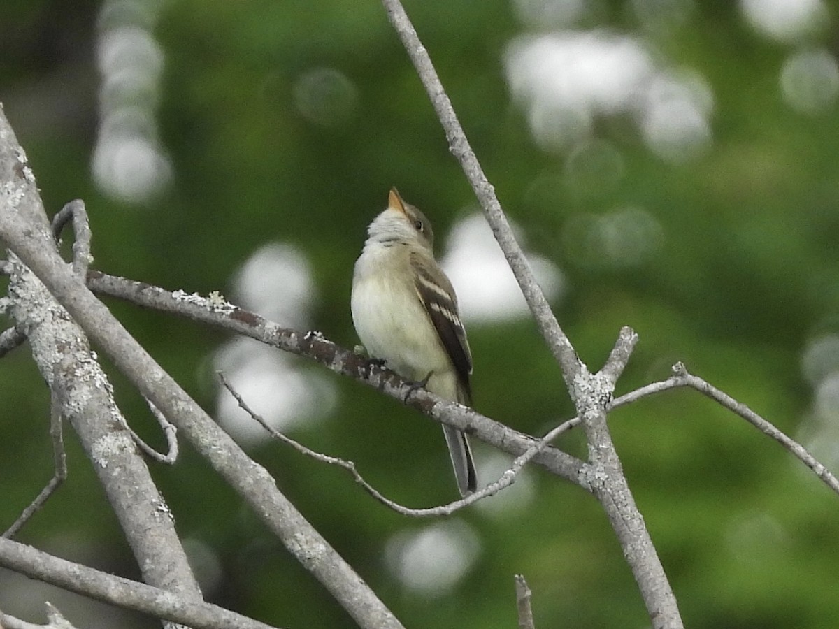 Alder Flycatcher - Anonymous