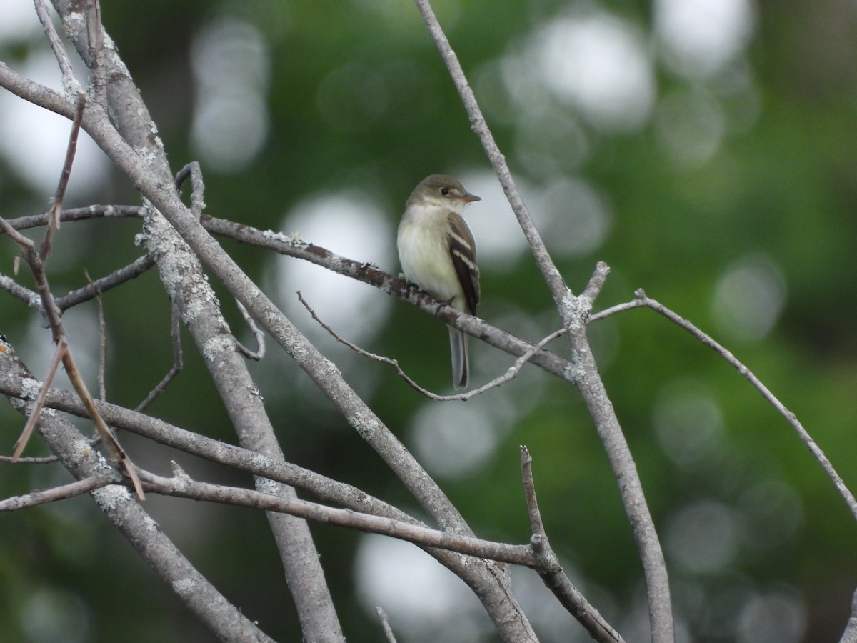 Alder Flycatcher - Anonymous