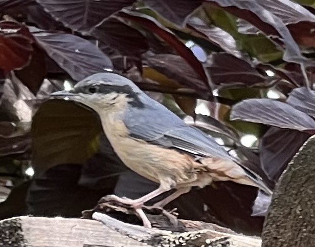 Eurasian Nuthatch - Marta Bajuszová