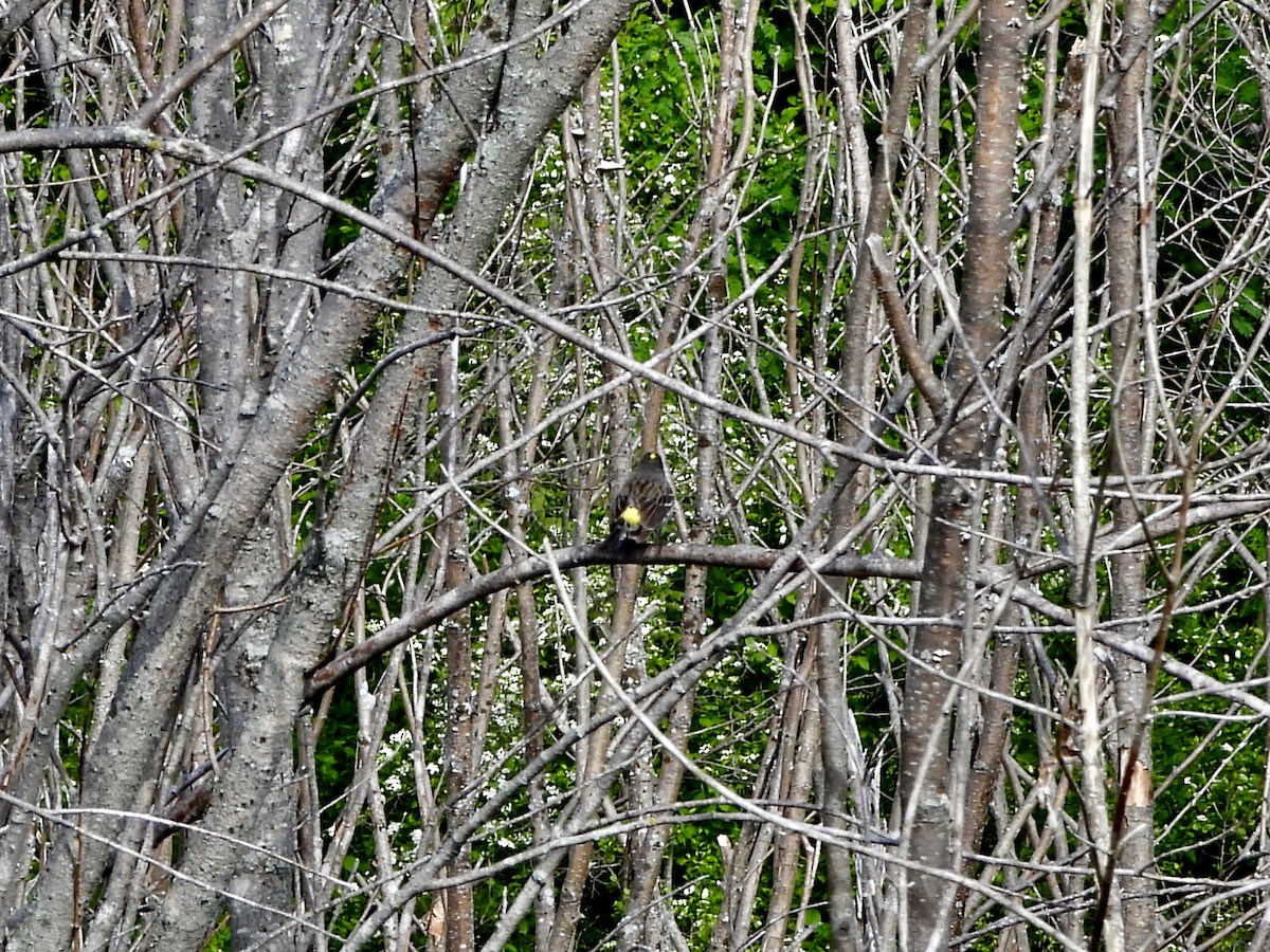 Yellow-rumped Warbler - Anonymous