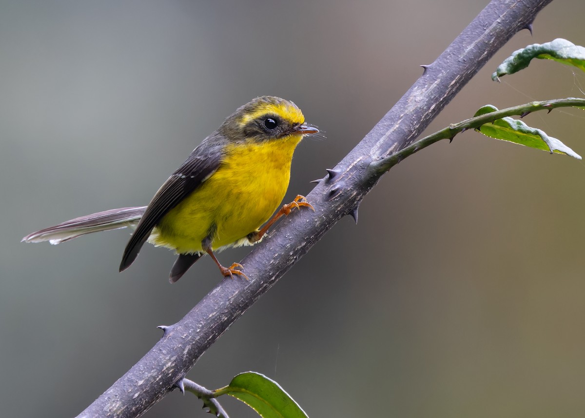 Yellow-bellied Fairy-Fantail - Ayuwat Jearwattanakanok