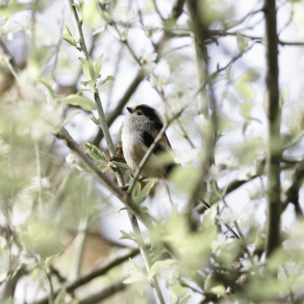 Long-tailed Tit - ML619663729