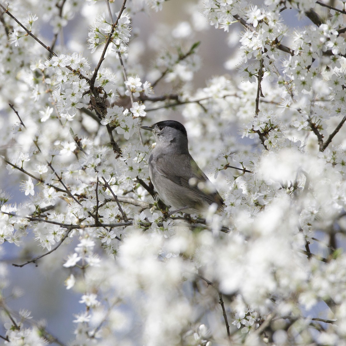 Eurasian Blackcap - ML619663730