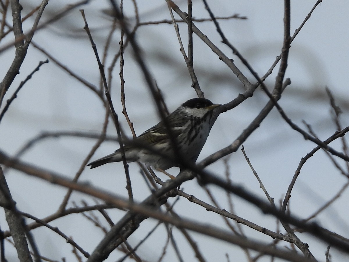 Blackpoll Warbler - Anonymous