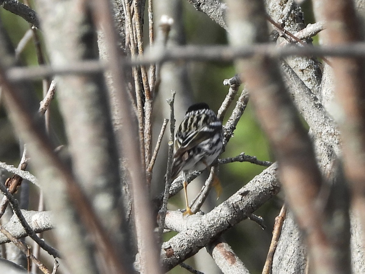 Blackpoll Warbler - Anonymous