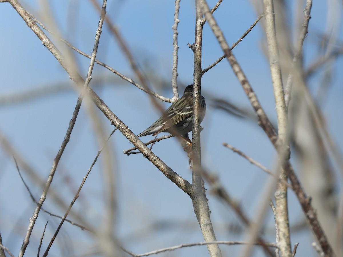 Blackpoll Warbler - Anonymous