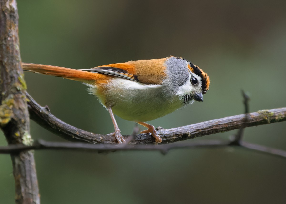 Black-throated Parrotbill - Ayuwat Jearwattanakanok