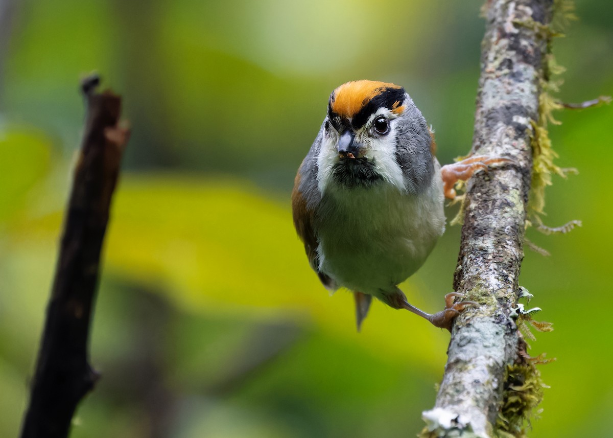 Black-throated Parrotbill - ML619663735