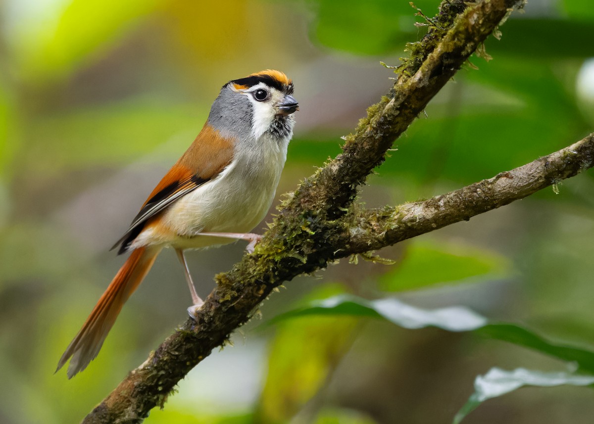 Black-throated Parrotbill - Ayuwat Jearwattanakanok