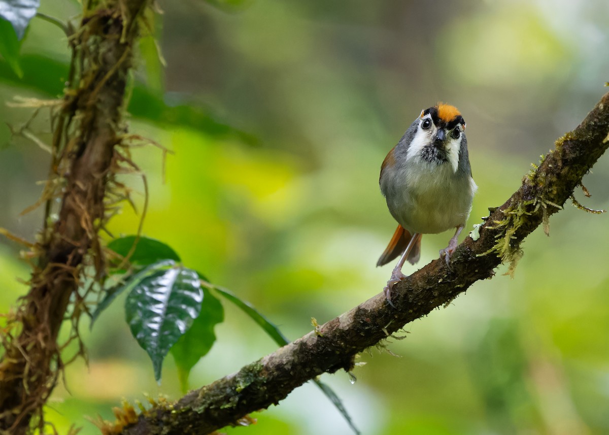 Black-throated Parrotbill - Ayuwat Jearwattanakanok