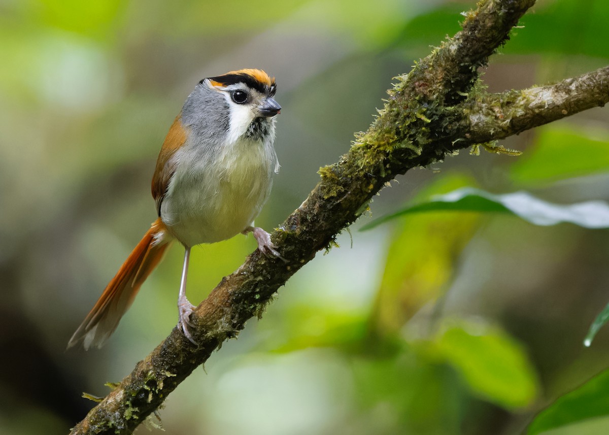 Black-throated Parrotbill - Ayuwat Jearwattanakanok