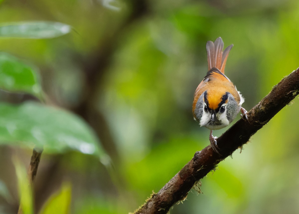 Black-throated Parrotbill - Ayuwat Jearwattanakanok