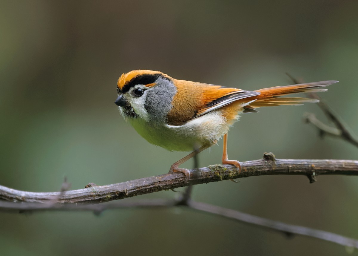 Black-throated Parrotbill - Ayuwat Jearwattanakanok