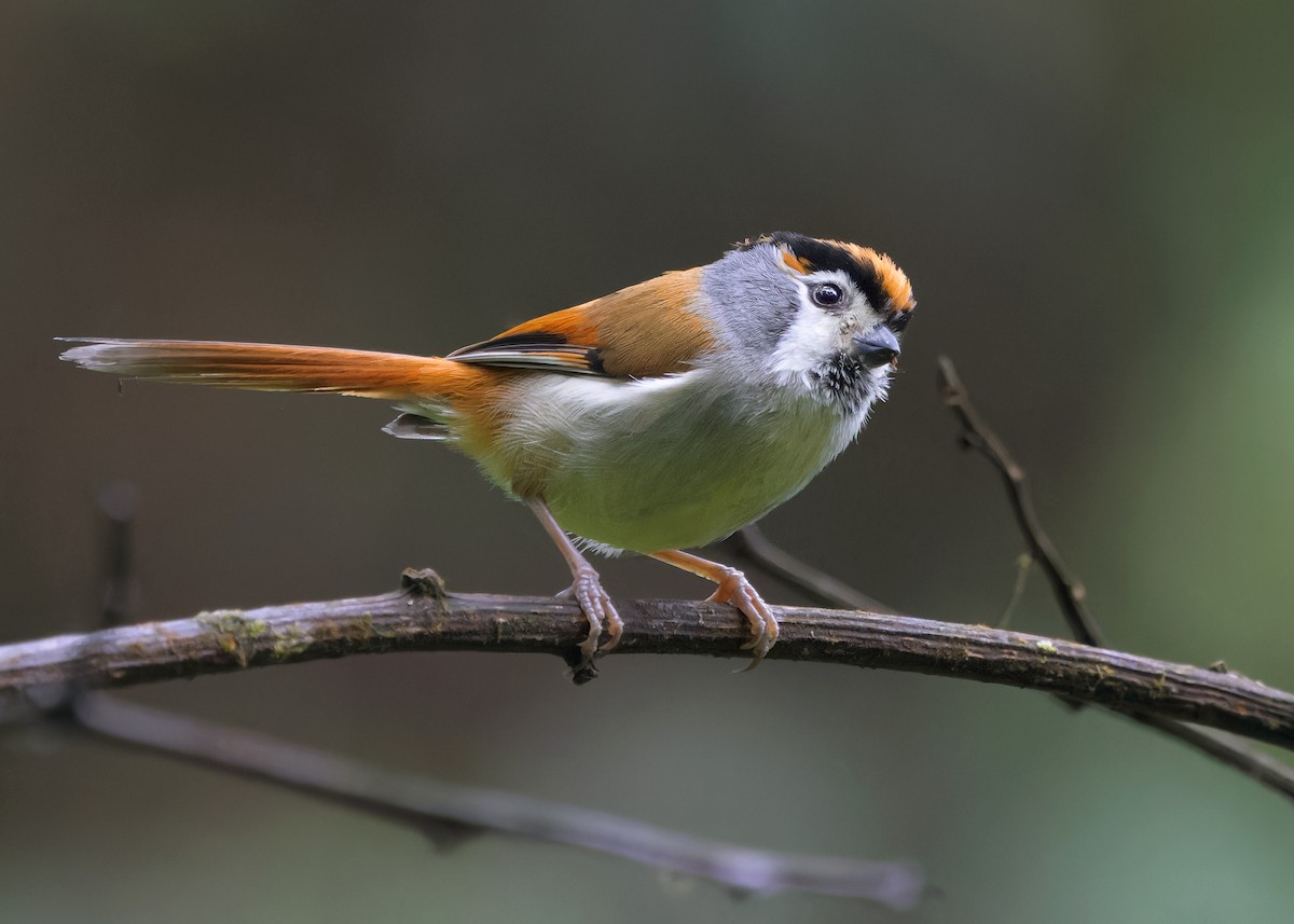 Black-throated Parrotbill - Ayuwat Jearwattanakanok