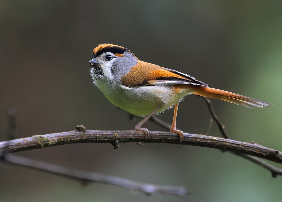 Black-throated Parrotbill - Ayuwat Jearwattanakanok