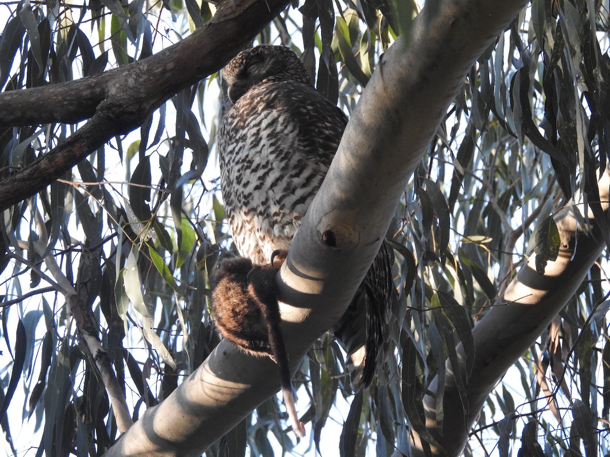 Powerful Owl - Sue Dixon