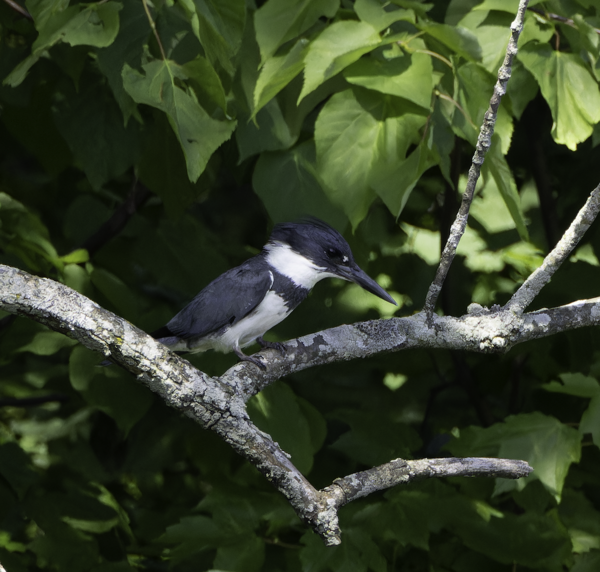 Belted Kingfisher - Marisa Hernandez