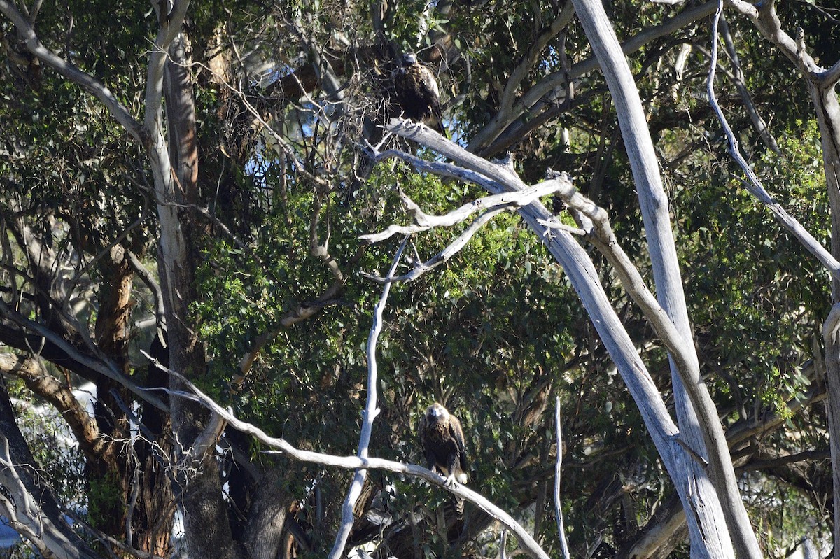 Wedge-tailed Eagle - Ken Crawley