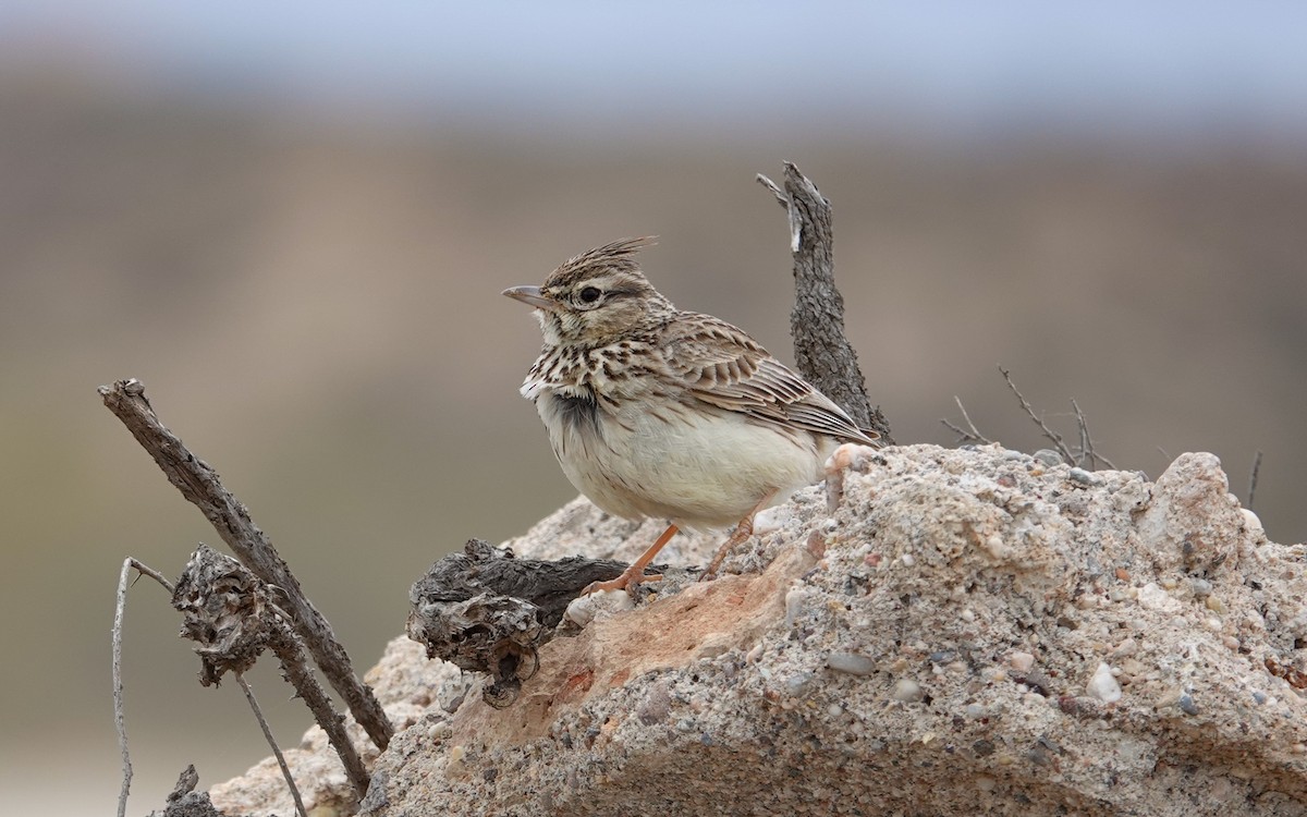 Thekla's Lark - Luís Lourenço