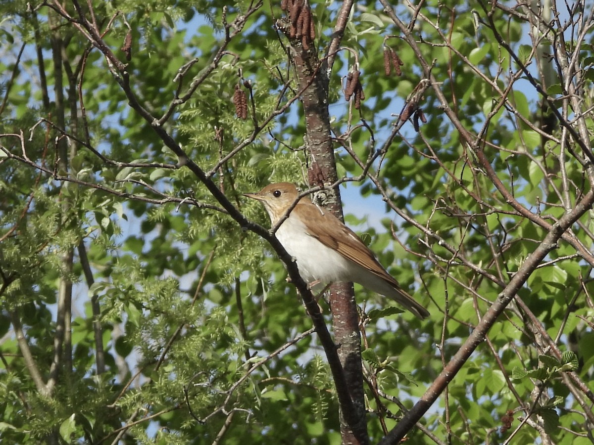 Veery - Anonymous